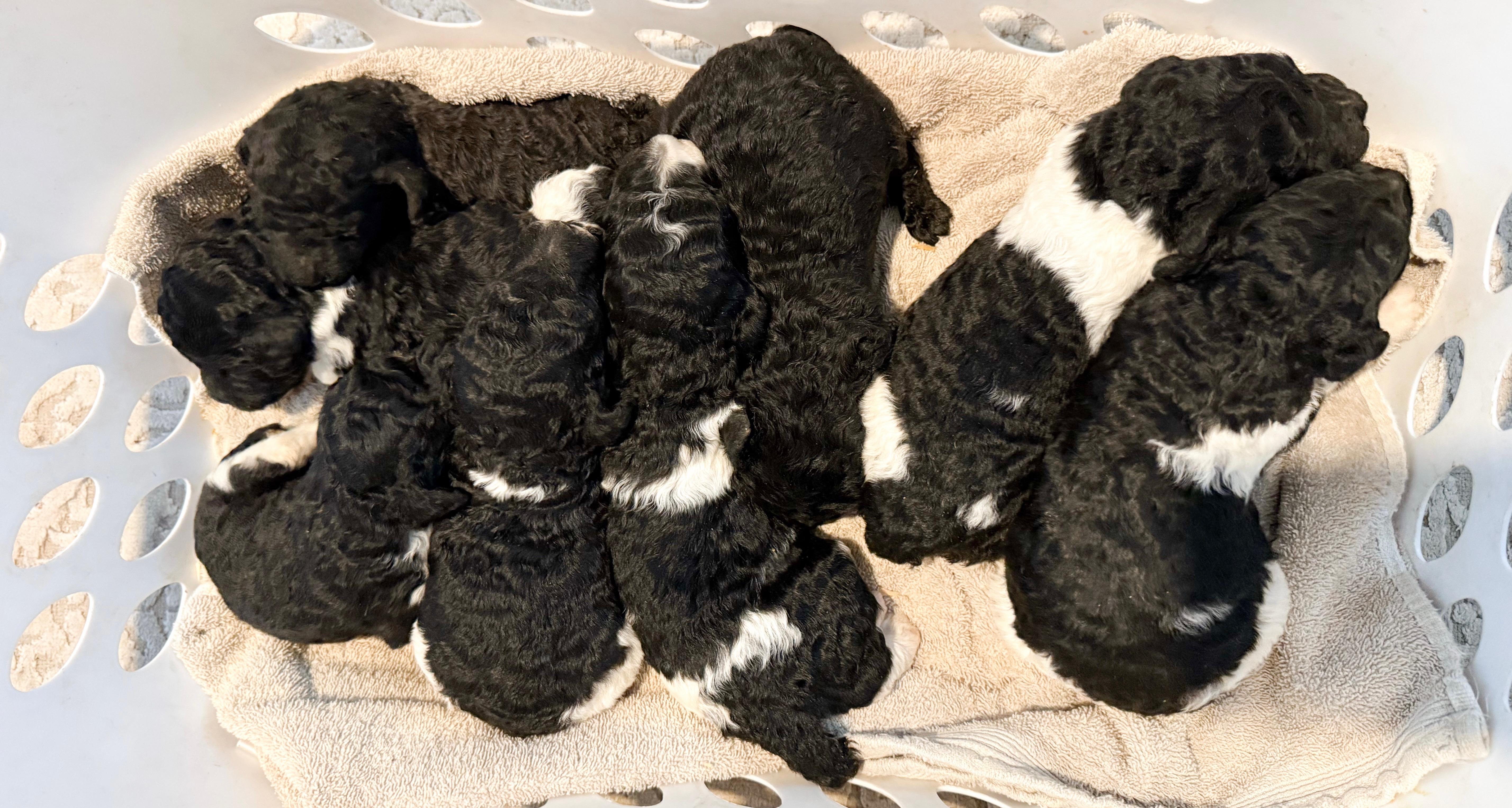 AKC Standard Poodles puppy